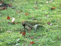 Picus viridis 26, Groene specht, Saxifraga-Henk Baptist