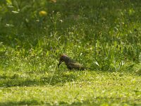 Picus viridis 49, Groene specht, Saxifraga-Jan Nijendijk