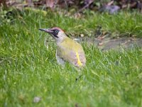 Picus viridis 52, Groene specht, adult, female, Saxifraga-Theo Verstrael