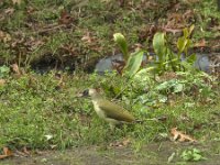 Picus viridis 53, Groene specht, Saxifraga-Jan van der Straaten