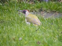 Picus viridis 56, Groene specht, adult, female, Saxifraga-Theo Verstrael