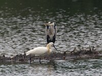 Platalea leucorodia 10, Lepelaar, Saxifraga-Luc Hoogenstein : Quackjeswater, Voorne, Zuid-holland, moeras, moerasvogel, swamp
