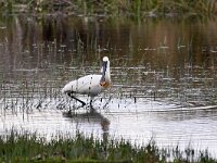 Platalea leucorodia 101, Lepelaar, Saxifraga-Tom Heijnen