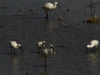 Lepelaar  Lepelaar - Platalea leucorodia