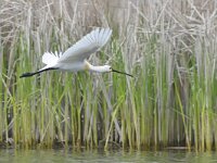 Platalea leucorodia 111, Lepelaar, Saxifraga-Tom Heijnen