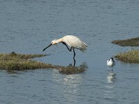 Platalea leucorodia 113, Lepelaar, Saxifraga-Willem van Kruijsbergen