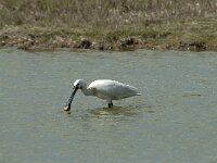 Platalea leucorodia 115, Lepelaar, Saxifraga-Willem van Kruijsbergen