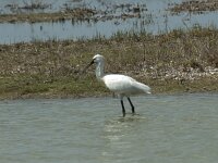 Platalea leucorodia 116, Lepelaar, Saxifraga-Willem van Kruijsbergen