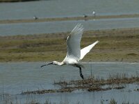 Platalea leucorodia 117, Lepelaar, Saxifraga-Willem van Kruijsbergen