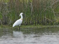 Platalea leucorodia 123, Lepelaar, Saxifraga-Tom Heijnen