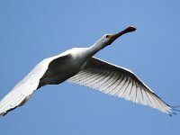 Platalea leucorodia 124, Lepelaar, Saxifraga-Bart Vastenhouw
