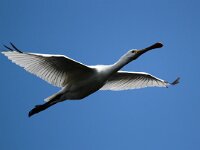 Platalea leucorodia 125, Lepelaar, Saxifraga-Bart Vastenhouw