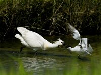 Platalea leucorodia 126, Lepelaar, Saxifraga-Piet Munsterman