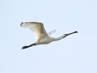 Platalea leucorodia 127, Lepelaar, Saxifraga-Bart Vastenhouw