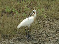 Platalea leucorodia 13, Lepelaar, Saxifraga-Jan van der Straaten
