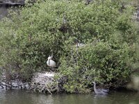 Platalea leucorodia 130, Lepelaar, Saxifraga-Jelmer Reyntjes : Blauwe kamer, Natura 2000, aalscholvers, gans, ganzen, kolonie, lepelaar, lepelaars, reiger, reigers, vogel, vogels, zwaan