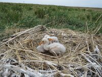 Platalea leucorodia 132, Lepelaar, Saxifraga-Mark Zekhuis