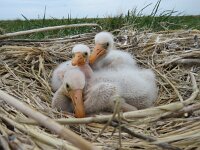 Platalea leucorodia 133, Lepelaar, Saxifraga-Mark Zekhuis