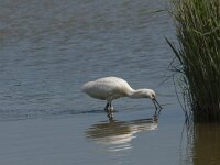 Platalea leucorodia 137, Lepelaar, Saxifraga-Marijke Verhagen