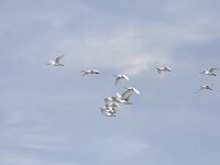 Platalea leucorodia 138, Lepelaar, Saxifraga-Mark Zekhuis