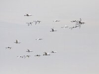 Platalea leucorodia 141, Lepelaar, Saxifraga-Mark Zekhuis