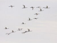 Platalea leucorodia 142, Lepelaar, Saxifraga-Mark Zekhuis