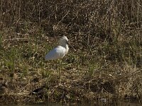 Platalea leucorodia 144, Lepelaar, Saxifraga-Jan Nijendijk