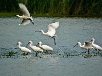 Platalea leucorodia 147, Lepelaar, Saxifraga-Rik Kruit