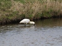 Platalea leucorodia 148, Lepelaar, Saxifraga-Dirk Hilbers