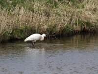 Platalea leucorodia 149, Lepelaar, Saxifraga-Dirk Hilbers