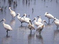 Platalea leucorodia 15, Lepelaar, Saxifraga-Piet Munsterman