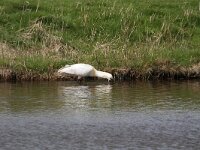 Platalea leucorodia 153, Lepelaar, Saxifraga-Dirk Hilbers