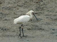 Platalea leucorodia 16, Lepelaar, Saxifraga-Jan van der Straaten