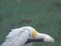 Platalea leucorodia 17, Lepelaar, Saxifraga-Piet Munsterman