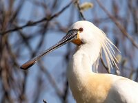 Platalea leucorodia 180, Lepelaar, Saxifraga-Bart Vastenhouw