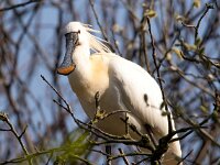 Platalea leucorodia 181, Lepelaar, Saxifraga-Bart Vastenhouw