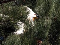 Platalea leucorodia 182, Lepelaar, Saxifraga-Bart Vastenhouw