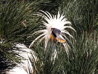 Platalea leucorodia 183, Lepelaar, Saxifraga-Bart Vastenhouw