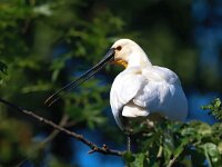 Platalea leucorodia 188, Lepelaar, Saxifraga-Bart Vastenhouw