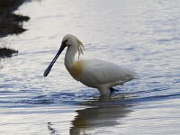 Platalea leucorodia 196, Lepelaar, Saxifraga-Jan Nijendijk