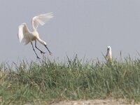 Platalea leucorodia 198, Lepelaar, Saxifraga-Mark Zekhuis