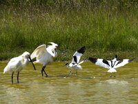 Platalea leucorodia 27, Lepelaar, Saxifraga-Piet Munsterman