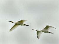 Platalea leucorodia 28, Lepelaar, Saxifraga-Piet Munsterman