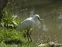Platalea leucorodia 3, Lepelaar, Saxifraga-Jan van der Straaten