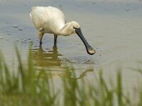 Platalea leucorodia 34, Lepelaar, Saxifraga-Piet Munsterman