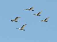 Platalea leucorodia 36, Lepelaar, Saxifraga-Piet Munsterman