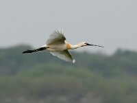Platalea leucorodia 43, Lepelaar, Saxifraga-Piet Munsterman
