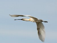 Platalea leucorodia 44, Lepelaar, Saxifraga-Piet Munsterman