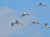 Platalea leucorodia 45, Lepelaar, Saxifraga-Tom Heijnen