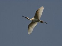 Platalea leucorodia 46, Lepelaar, Saxifraga-Janus Verkerk